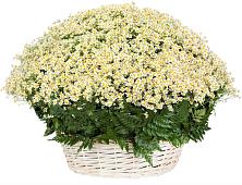 Цветочная композиция из Ромашки в корзине #REPLACE_PRED# Калангуй
